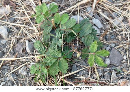 Sensitive Plant And Leaf Closed While Touching On Dirt Ground