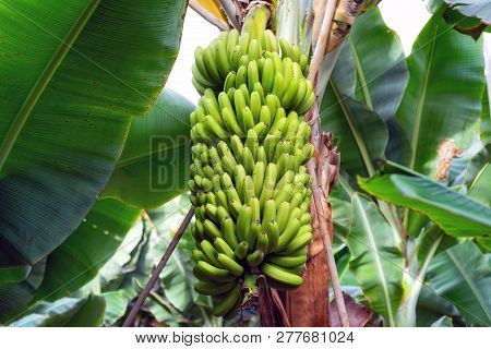 Banana Bunch At The Banana Plantation Platano Of Tenerife, Canary Islands