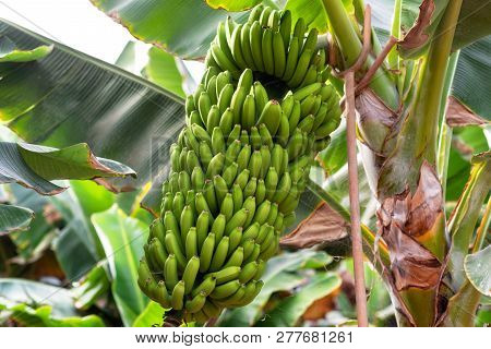 Banana Bunch At The Banana Plantation Platano Of Tenerife, Canary Islands