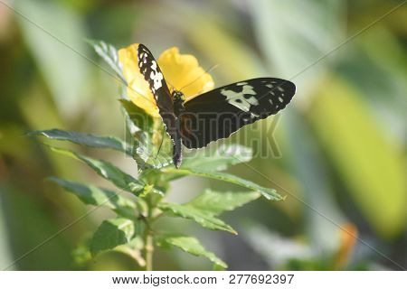 Pretty Longwing Butterfly On A Brilliant Yellow Flower.
