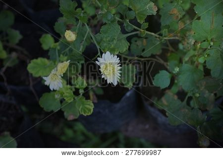 White Chrysanthemum Flower Type Species Name Chrysanthemum Indicum Linn