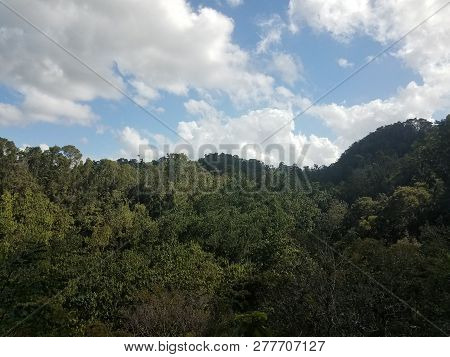 Green Trees And Plants And Wood Observation Tower In The Guajataca Forest In Puerto Rico