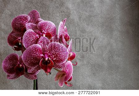 Orchid Flower With An Interesting And Beautiful Burgundy Bloom On A Gray Background. Located On The 