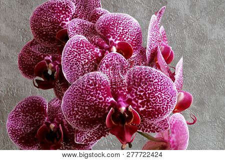 Orchids Flowers Phalaenopsis Orchid Flower, Isolated On 
On A Gray Background. Close-up