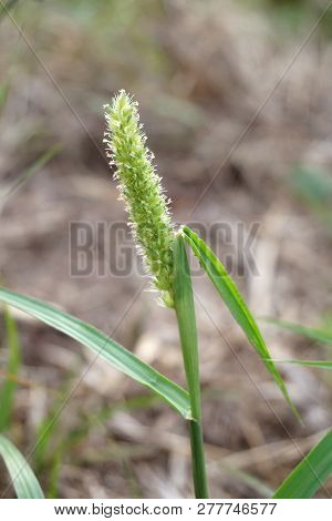 Gold Beard Grass Flower In Nature Garden