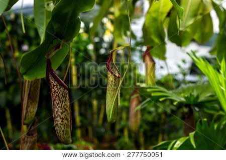 Predatory Plant Nepenthes. Tropical Carnivorous Pitchers Plants. Monkey Cup Pitcher Flower Growing