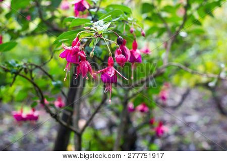 Pink Fuchsia Flowers Growing On Bush In Ornamental Garden. Fuchsia Magellanica Hanging On Tree Branc
