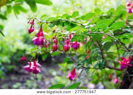 Pink Fuchsia Flowers And Bud Growing On Bush In Ornamental Garden. Fuchsia Magellanica Hanging On Tr