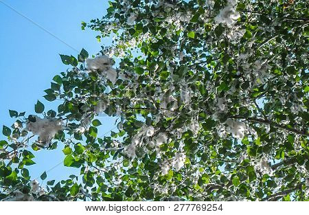 Poplar Fluff. Summer Starts With Poplar Fluff. Mysterious Poplar Fluff