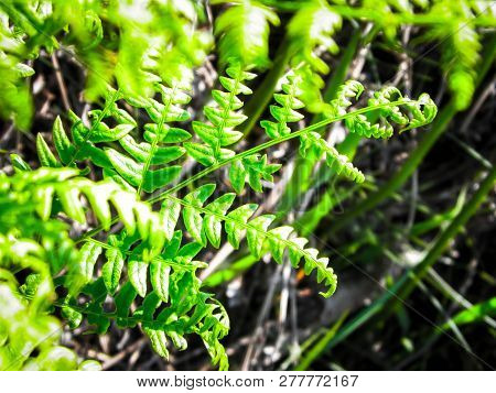 Close Up Of Green Leaves Of Green Fern (polypodiopsida Cronquist) . Nature Background, Floral Concep