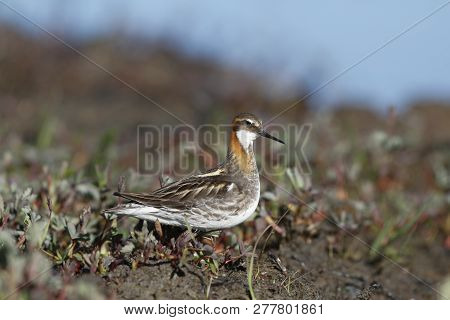 Male Red-necked Phalarope, Phalaropus Lobatus, Standing On The Shore With Small Plants