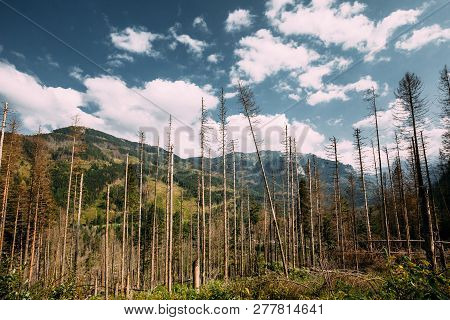 Tatra National Park, Poland. Summer Mountains And Forest Landscape. Beautiful Scenic View Of Old Dry