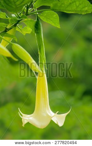 Brugmansia Flowers Of The Family Solanaceae Also Known As Angel`s Trumpet. Brugmansias Are Native To