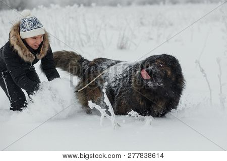 Cheerful Young Woman Playing With Caucasian Shepherd Dog On Snow-covered Field In Frosty Winter Day