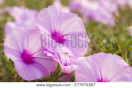 Morning Glory Flowers In Sunlight On Summer Seasone.