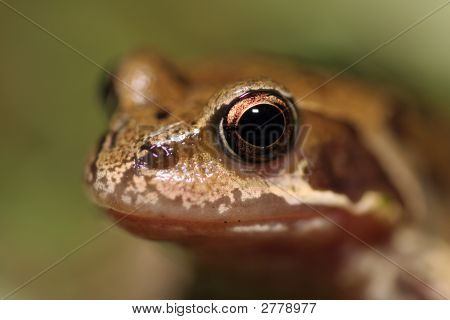Frog Eye