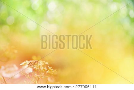 Nature Yellow And Green Background Banner / Abstract Blur Yellow Flower Summer Bright With Insect Be