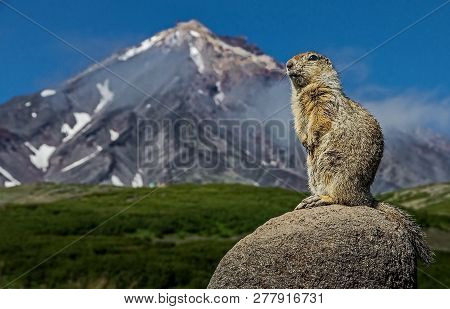 The Groundhog (marmota Camtschatica) Looked Out Of The Nora To Look Around. Wildlife. Selective Focu