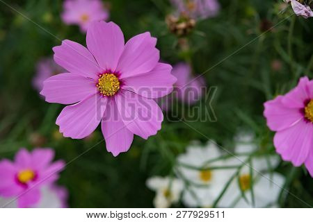 Macro Of Beautiful Daisy Or Cosmos Bipinnata Cav In The Field