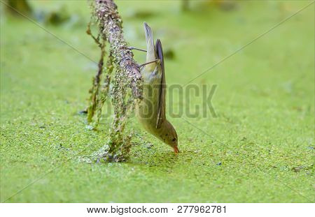 Icterine Warbler Drinking Water While Hanging Herself