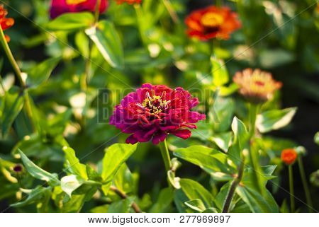 Pink Zinnia Flower On Green Grass Background