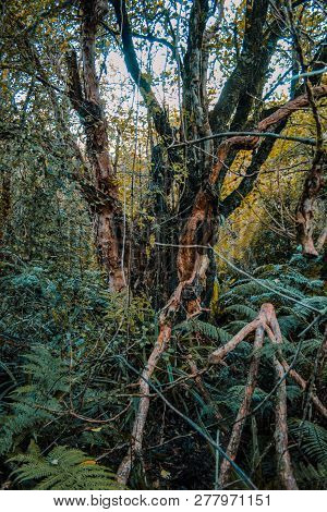 Wild And Large Growing Tree In Rainforest On The South Island Of New Zealand