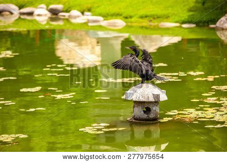 black heron in a japanese park in Buenos Aires, Argentina