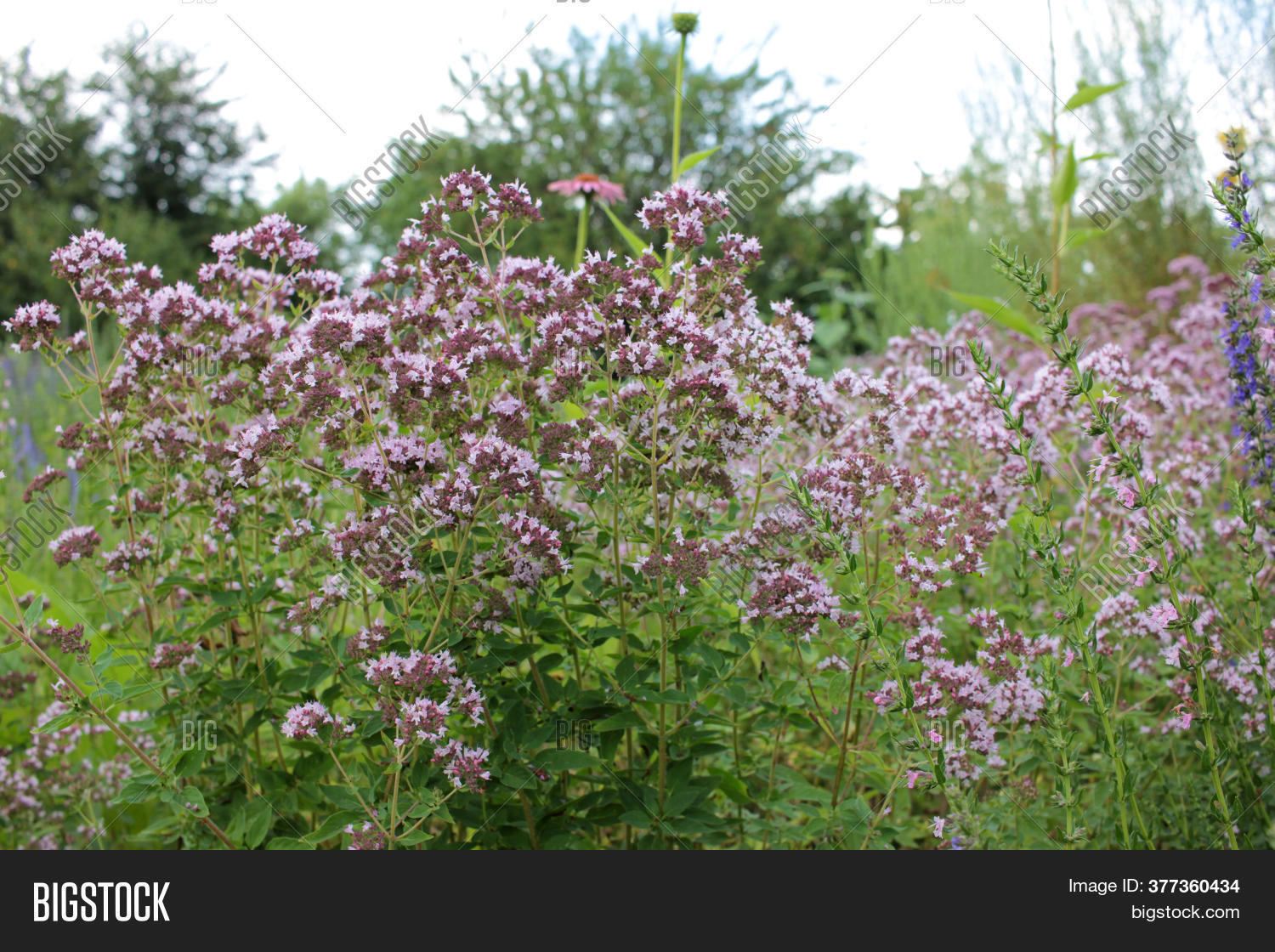 Purple Oregano (sweet Image & Photo (Free Trial) Bigstock