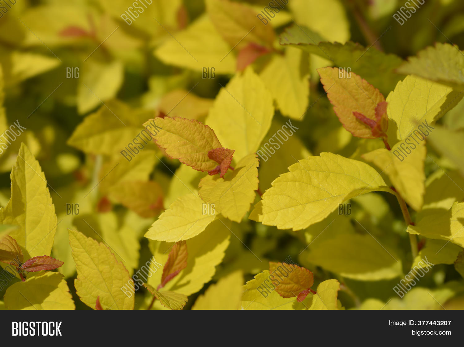 Japanese Spirea Golden Image Photo Free Trial Bigstock Japanese Spirea Golden Image Photo Free Trial Bigstock