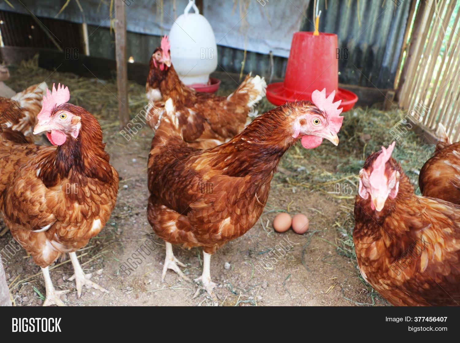 Hens Hen House Eggs. Image & Photo (Free Trial) Bigstock