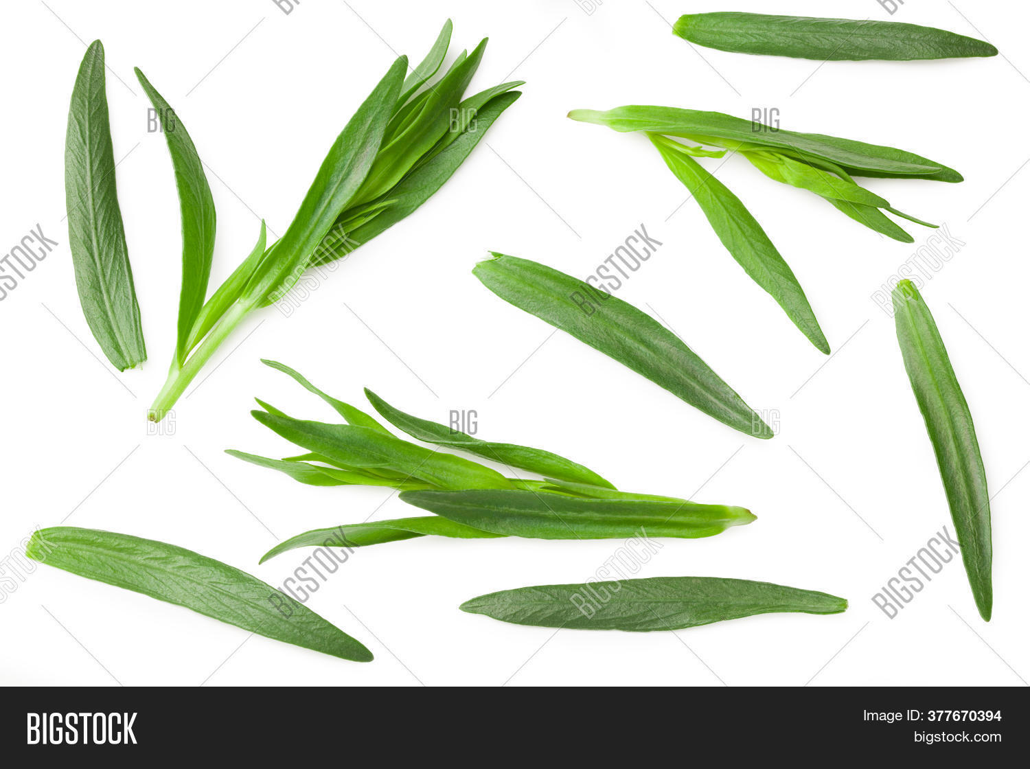 Tarragon Leaves Image & Photo (Free Trial) Bigstock