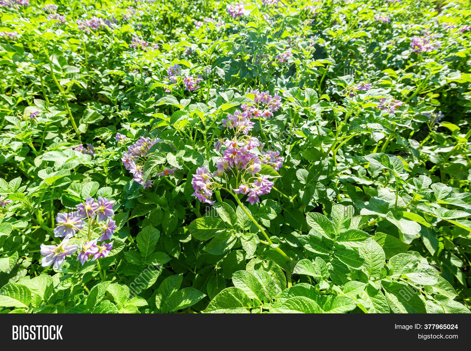 Flowering Potato. Image & Photo (Free Trial) Bigstock
