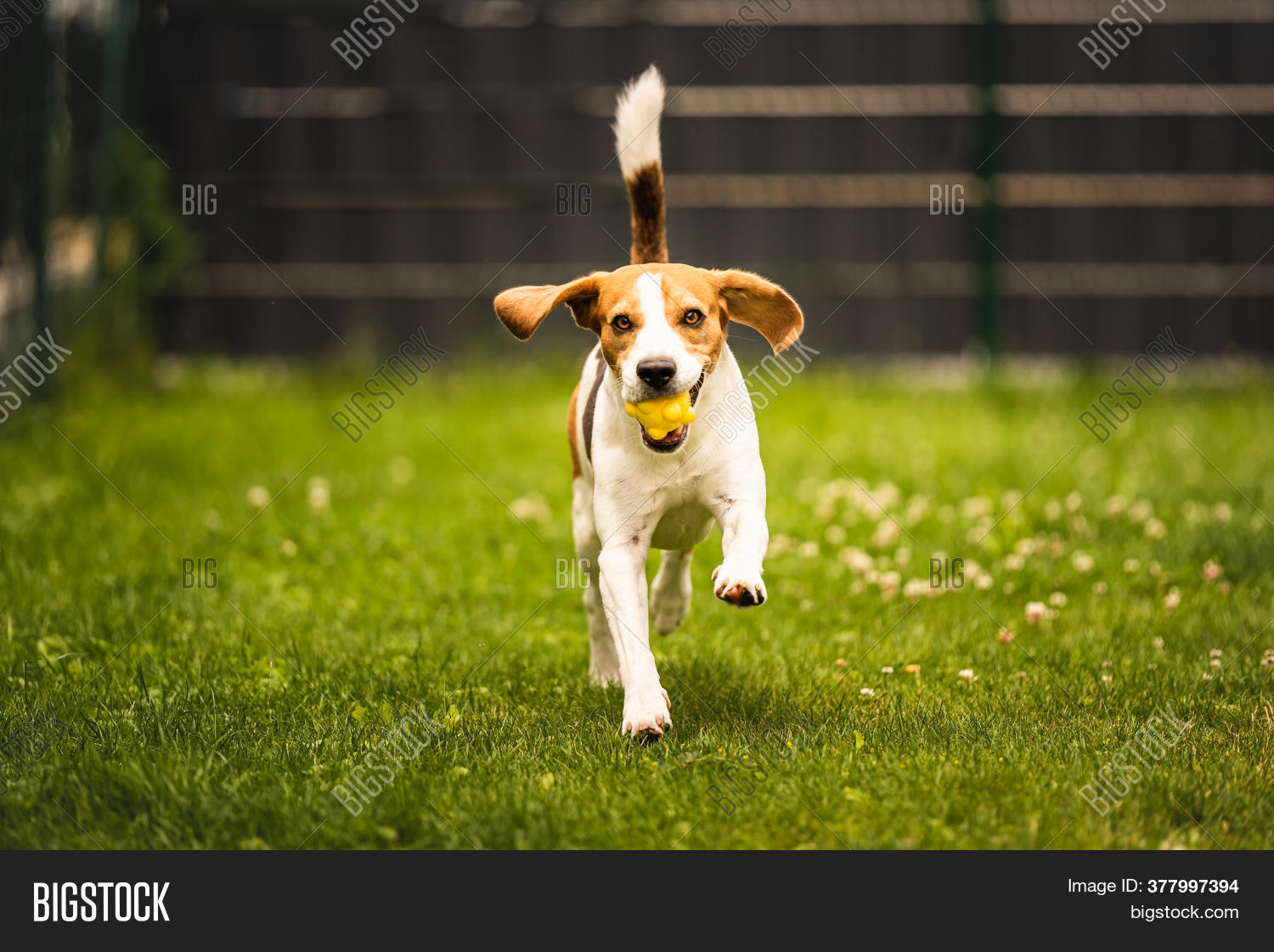 Dog Fetch Yellow Ball Image & Photo (Free Trial) Bigstock