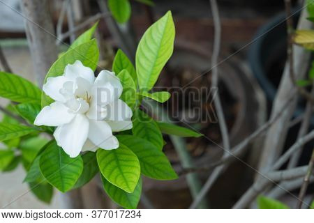 Gardenia Flower On Tree.(cape Jasmine/gardenia Jasmine).the White Flowers Are Very Fragrant.