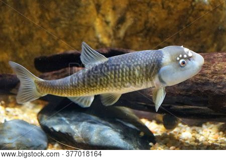 A Male Bluehead Chub, A Freshwater Fish, Inside An Aquarium