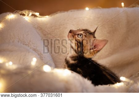Charming Blue-eyed Bengal Kitten On A White Knitted Background