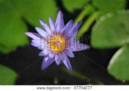Fleur de Lotus