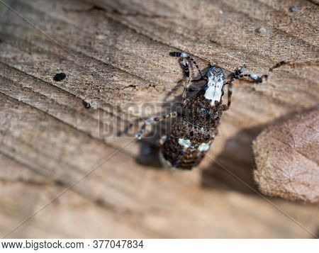 Fungus Weewil Platystomos Albinus Female Beetle, Detail Of Insect On Wooden Background