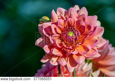 Pink Dahlia Petals Macro, Floral Abstract Background. Close Up Of Flower Beautiful Dahlia In Soft Fo