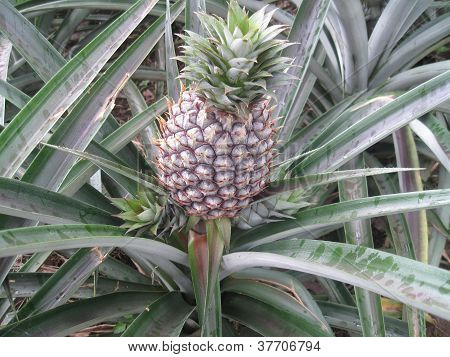 Abacaxi