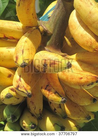 Bananas Senorita