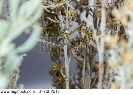 Large Tan And Brown Spider Camouflaged In Sagebrush