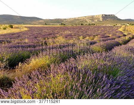 Mountain And Lavender Fields In Spain, Aromatheraphy Concept