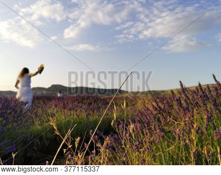 Mountain And Lavender Fields In Spain With Lavender
