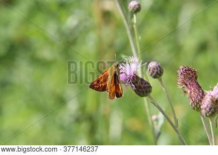 A Close Up View Of A Large Skipper Butterfly