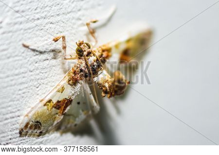 Angle Of Insect On The Wall. The Angle Shades (phlogophora Meticulosa) Is A Moth Of The Family Noctu