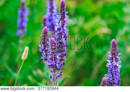 Sage Flowers Herb. Field With Wild Flowers Of Medicinal Sage. Natural Background.