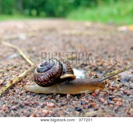 A Park Road kerti csiga