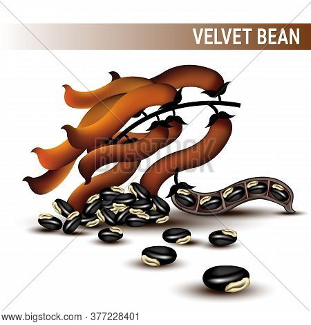 Velvet Beans Or Mucuna Pruriens Vector On White Background