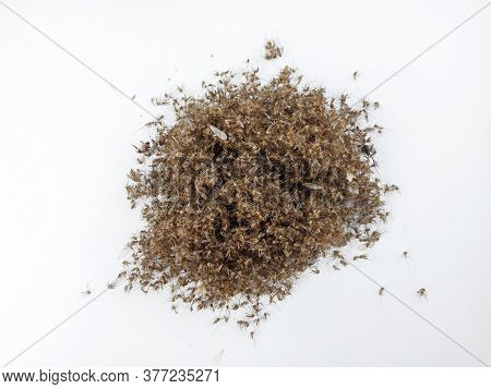 Group Of Dead Mosquito From Insect Trap On White Background